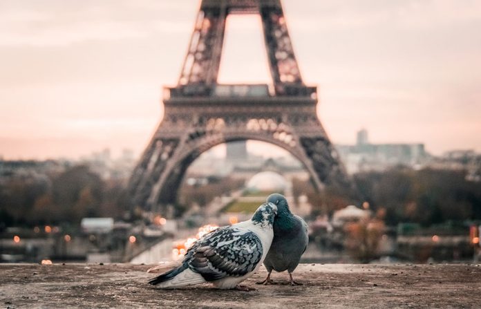 birds and Paris Eiffel Tower